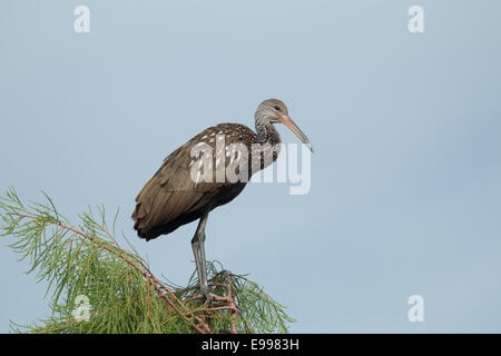 Limpkin appollaiato in un albero - Aramus guarauna Foto Stock