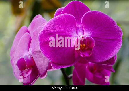 Spettacolare Orchid in piena fioritura in un conservatorio/Serra. Girato con un lungo la lente per creare il fuoco selettivo. Foto Stock
