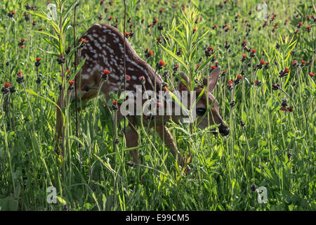 Back lit fulvo con erbe e fiori, nei pressi di arenaria, Minnesota, Stati Uniti d'America Foto Stock