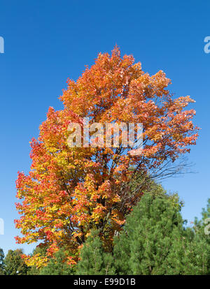 Alberi di acero in autunno con spazio di copia Foto Stock