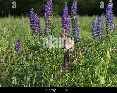 Fawn nascosto in un prato di fiori selvaggi, nei pressi di arenaria, Minnesota, Stati Uniti d'America Foto Stock