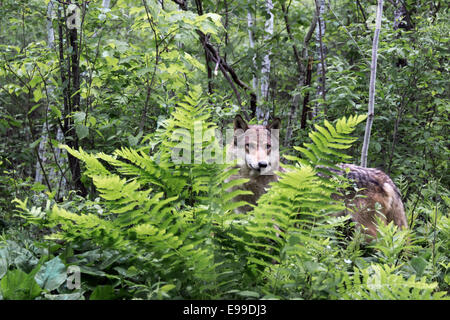Lupo grigio in felci nei pressi di arenaria, Minnesota, Stati Uniti d'America Foto Stock