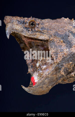 Snapping alligatore tartaruga / Macrochelys temminckii Foto Stock