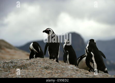 I Penguins africani in twilights sul boulder. Pinguino africano (Spheniscus demersus) , il Parco Nazionale di massi, Sud Africa Foto Stock