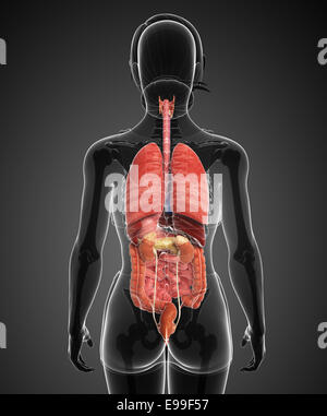 Illustrazione della femmina sistema digestivo vista posteriore Foto Stock