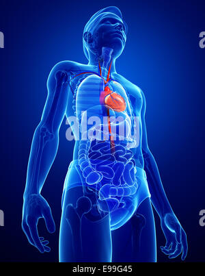 Illustrazione dei maschi di Anatomia cardiaca Foto Stock