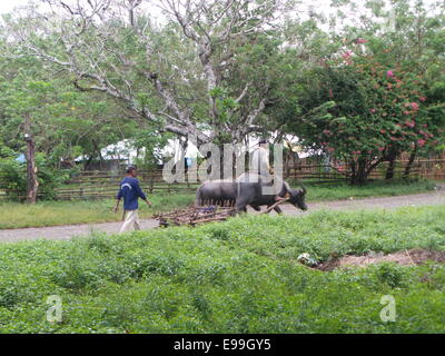 Sablayan, Filippine. 22 ottobre, 2014. Prigionieri a Samblayan composto penale in Occidental Mindoro sono ammessi a vivere fuori della cella di prigione in cui i detenuti possono fare liberamente l'agricoltura, la pesca e la guida per gli amanti del birdwatching a Mt. Siburan foresta di pianura e di vivere come "uomini liberi" facendo loro faccende quotidiane come se esse sono libere di persone che vivono all interno del carcere composto. © Sherbien Dacalanio / Alamy Live News Foto Stock