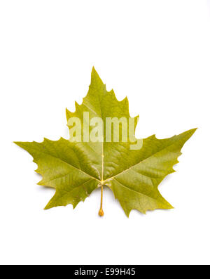 Autunno foglia di platano Foto Stock