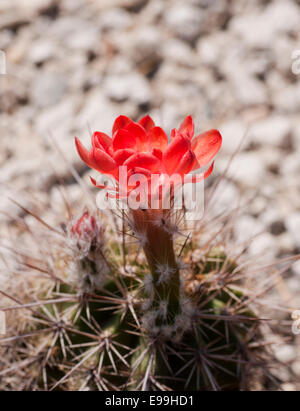 Unidentified rosso canna fiorito cactus preso in Messico Foto Stock