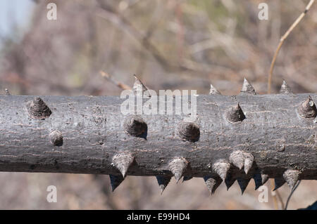 Un'immagine ravvicinata del tronco di una seta di cotone albero dal Messico che mostra il grave dovere di spine. Foto Stock