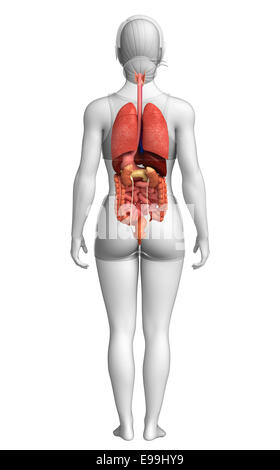 Illustrazione della femmina sistema digestivo vista posteriore Foto Stock