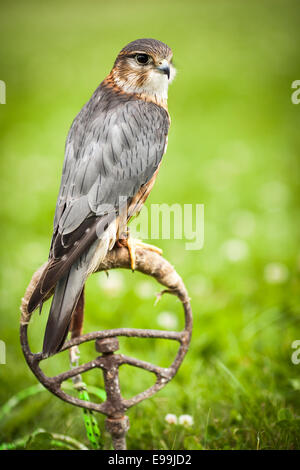 Comune - il Gheppio Falco tinnunculus - vista ravvicinata di questo bellissimo uccello Foto Stock