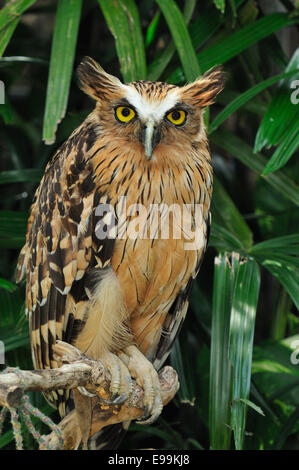 Buffy Fish-owl (Ketupa ketupu), Titonidi, Asia Foto Stock