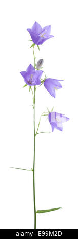 Fiore viola harebell (campanula rotundifolia) su bianco Foto Stock