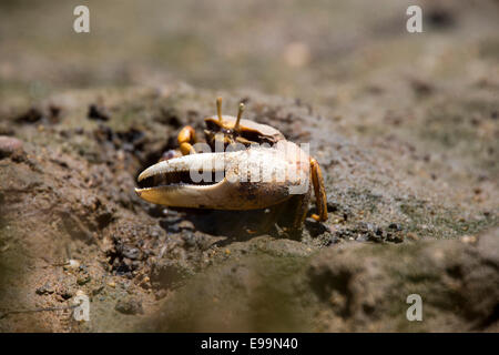L'artiglio allargata di un maschio Fiddler Crab (Uca tangeri), Ria Formosa Natura Park, Algarve. Il Portogallo. Foto Stock