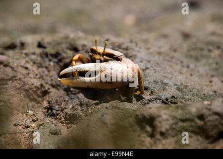 L'artiglio allargata di un maschio Fiddler Crab (Uca tangeri), Ria Formosa Natura Park, Algarve. Il Portogallo. Foto Stock