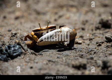 Fiddler Crab (Uca tangeri), maschio, Ria Formosa Natura Park, Algarve. Il Portogallo. Foto Stock