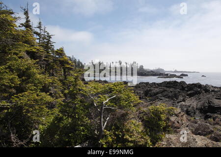 Wild Pacific Trail, Isola di Vancouver Foto Stock