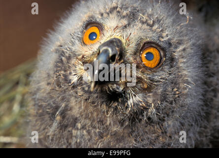 Giovani Eagle-Owl eurasiatica (Bubo bubo), Titonidi, Italia, Europa Foto Stock
