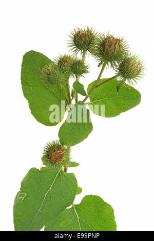 Grande (Bardana Arctium lappa) Foto Stock