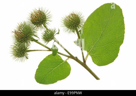 Grande (Bardana Arctium lappa) Foto Stock