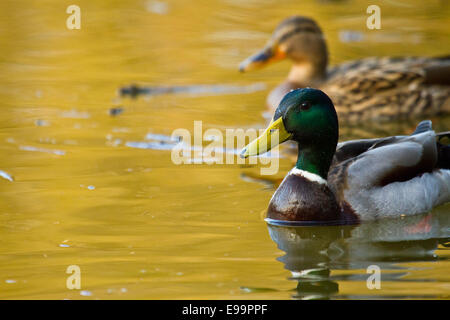 Il Germano Reale o anatra selvatica (Anas platyrhynchos) Foto Stock