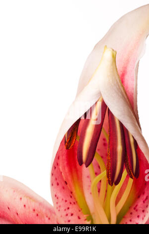 Bella lily (Lilium speciosum) close up Foto Stock