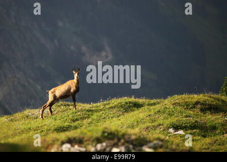 Chamois Foto Stock