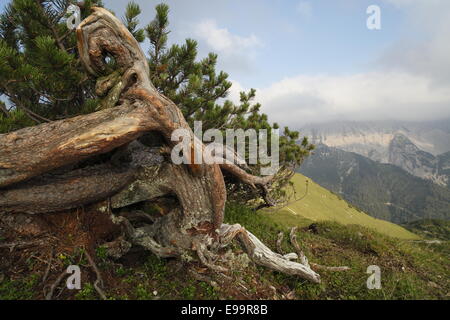 Pino di montagna Foto Stock