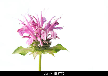 Bee balm o bergamotto (Monarda didyma) Foto Stock