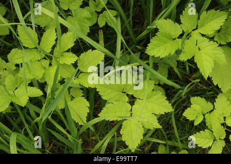 Massa sambuco (Aegopodium podagraria) Foto Stock