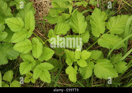 Massa sambuco (Aegopodium podagraria) Foto Stock