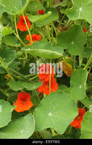 Nasturtium (Tropaeolum majus) Foto Stock