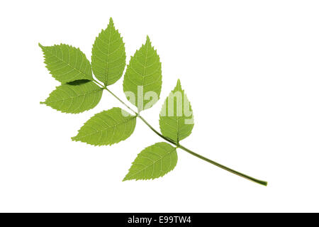 Cenere comune (Fraxinus excelsior) Foto Stock