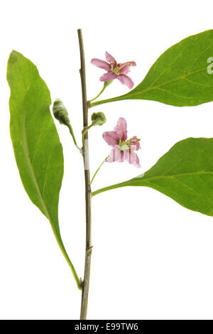 Goji berry o wolfberry (Lycium barbarum) Foto Stock