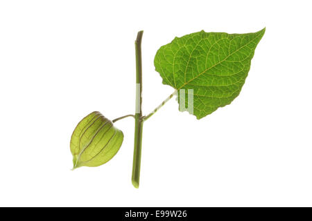 Cape Gooseberry (Physalis peruviana) Foto Stock