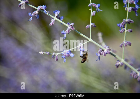 Argento (Perowskie Perovskia atriplicifolia) Foto Stock