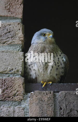 Gheppio Foto Stock