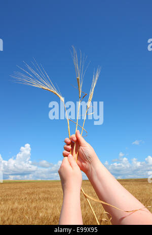 Mano che tiene spighe di grano contro il cielo blu Foto Stock