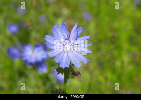 Splendido campo di cicoria in primavera Foto Stock