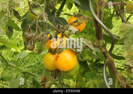 Marciume bruno per i pomodori Foto Stock