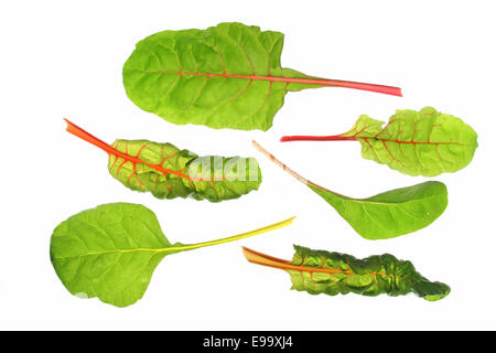 Foglie di bietole (Beta vulgaris subsp. vulgaris) Foto Stock