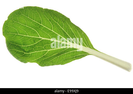 Cavolo cinese (Brassica rapa chinensis) Foto Stock