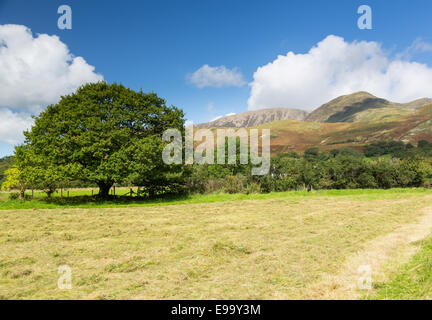 Fieno appena tagliato in Buttermere Lake District Foto Stock