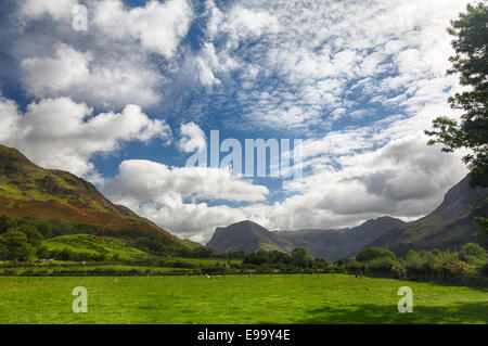 Pecore pascolano vicino Buttermere Lake District Foto Stock