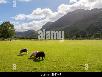 Pecore pascolano vicino Buttermere Lake District Foto Stock