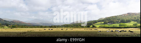 Prati e mucche nel Lake District Inghilterra Foto Stock