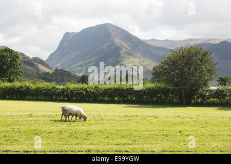 Pecore pascolano vicino Buttermere Lake District Foto Stock