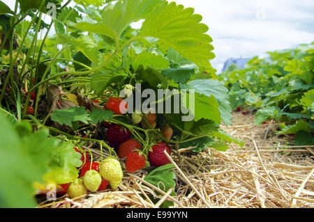 Piante di fragola Foto Stock