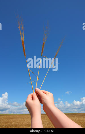 Mano che tiene spighe di grano contro il cielo blu Foto Stock